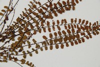 鐵角蕨藏品圖，第3張