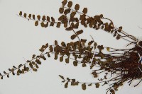 鐵角蕨藏品圖，第4張