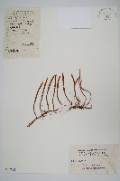 小葉書帶蕨藏品圖，第1張