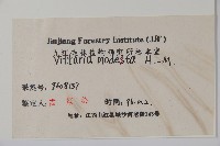 小葉書帶蕨藏品圖，第2張