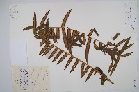 福建蓮座蕨藏品圖，第1張