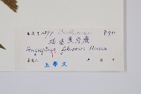 福建蓮座蕨藏品圖，第2張