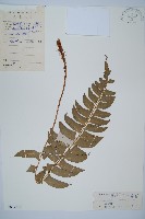 鐮羽貫眾藏品圖，第1張