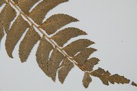 鐮羽貫眾藏品圖，第3張