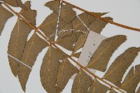 鐮羽貫眾藏品圖，第4張