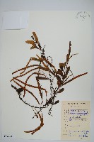 抱樹石葦藏品圖，第1張