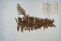 腎蕨藏品圖，第1張