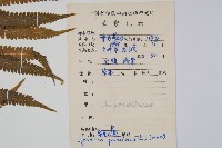 密毛毛蕨藏品圖，第2張