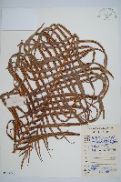 烏毛蕨藏品圖，第1張