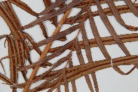 烏毛蕨藏品圖，第3張