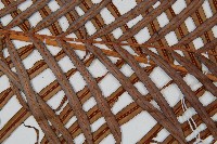 烏毛蕨藏品圖，第4張