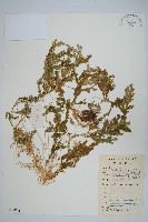 生根卷柏藏品圖，第1張