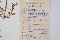 烏蕨藏品圖，第2張