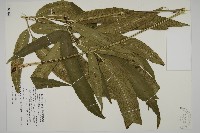 日本鳳丫蕨藏品圖，第1張