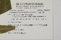 日本鳳丫蕨藏品圖，第2張