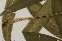 日本鳳丫蕨藏品圖，第3張