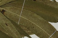 日本鳳丫蕨藏品圖，第4張