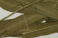 日本鳳丫蕨藏品圖，第5張