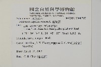 鐵線蕨藏品圖，第2張