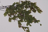 鐵線蕨藏品圖，第3張