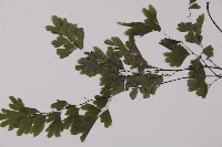 鐵線蕨藏品圖，第4張