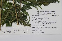 斜葉金星蕨藏品圖，第1張