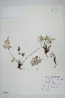 長柄粉背蕨藏品圖，第1張