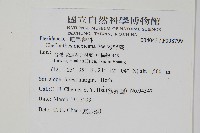 長柄粉背蕨藏品圖，第2張