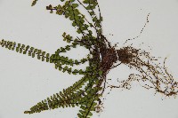 鐵角蕨藏品圖，第3張