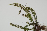 鐵角蕨藏品圖，第4張