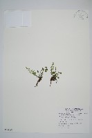 小葉鐵角蕨藏品圖，第1張