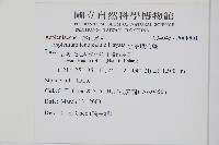 小葉鐵角蕨藏品圖，第2張