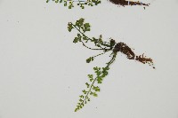 小葉鐵角蕨藏品圖，第3張