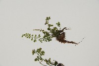 小葉鐵角蕨藏品圖，第4張