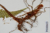 細葉複葉耳蕨藏品圖，第2張