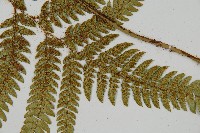 細葉複葉耳蕨藏品圖，第3張