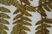 細葉複葉耳蕨藏品圖，第4張