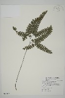 扇葉鐵線蕨藏品圖，第1張