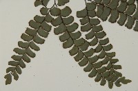 扇葉鐵線蕨藏品圖，第3張