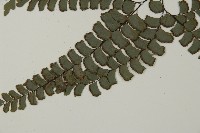 扇葉鐵線蕨藏品圖，第4張