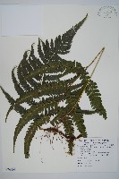 臺北鱗蓋蕨藏品圖，第1張