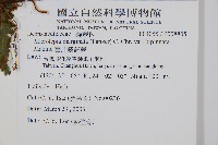 臺北鱗蓋蕨藏品圖，第2張