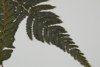 臺北鱗蓋蕨藏品圖，第3張