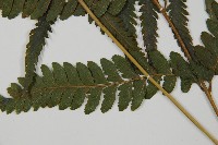 臺北鱗蓋蕨藏品圖，第4張