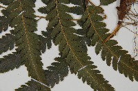 臺北鱗蓋蕨藏品圖，第5張