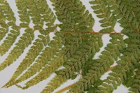 粗毛鱗蓋蕨藏品圖，第5張
