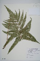 南海鱗毛蕨藏品圖，第1張