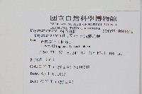 南海鱗毛蕨藏品圖，第2張