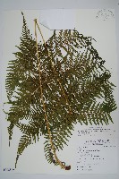 粗毛金星蕨藏品圖，第1張