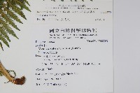 粗毛金星蕨藏品圖，第2張